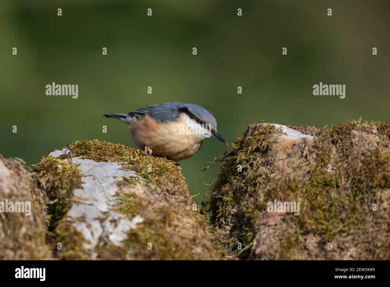 Nuthatch (Sitta europaea) Fütterung, Northumberland Nationalpark, Großbritannien, Stockfoto