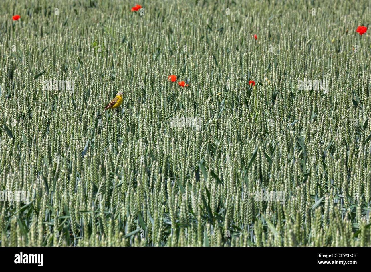 Gelbe Bachstelze (Motacilla flava) im Gerstenfeld, Northumberland, Großbritannien Stockfoto