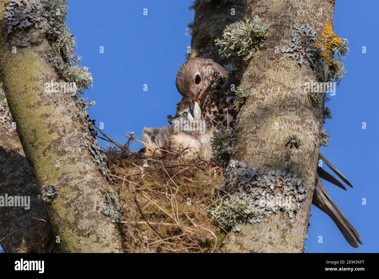 Misteldrossel (Turdus viscivorus) Entfernung von Fäkalsack aus Nestling , Northumberland National Park, UK, Stockfoto