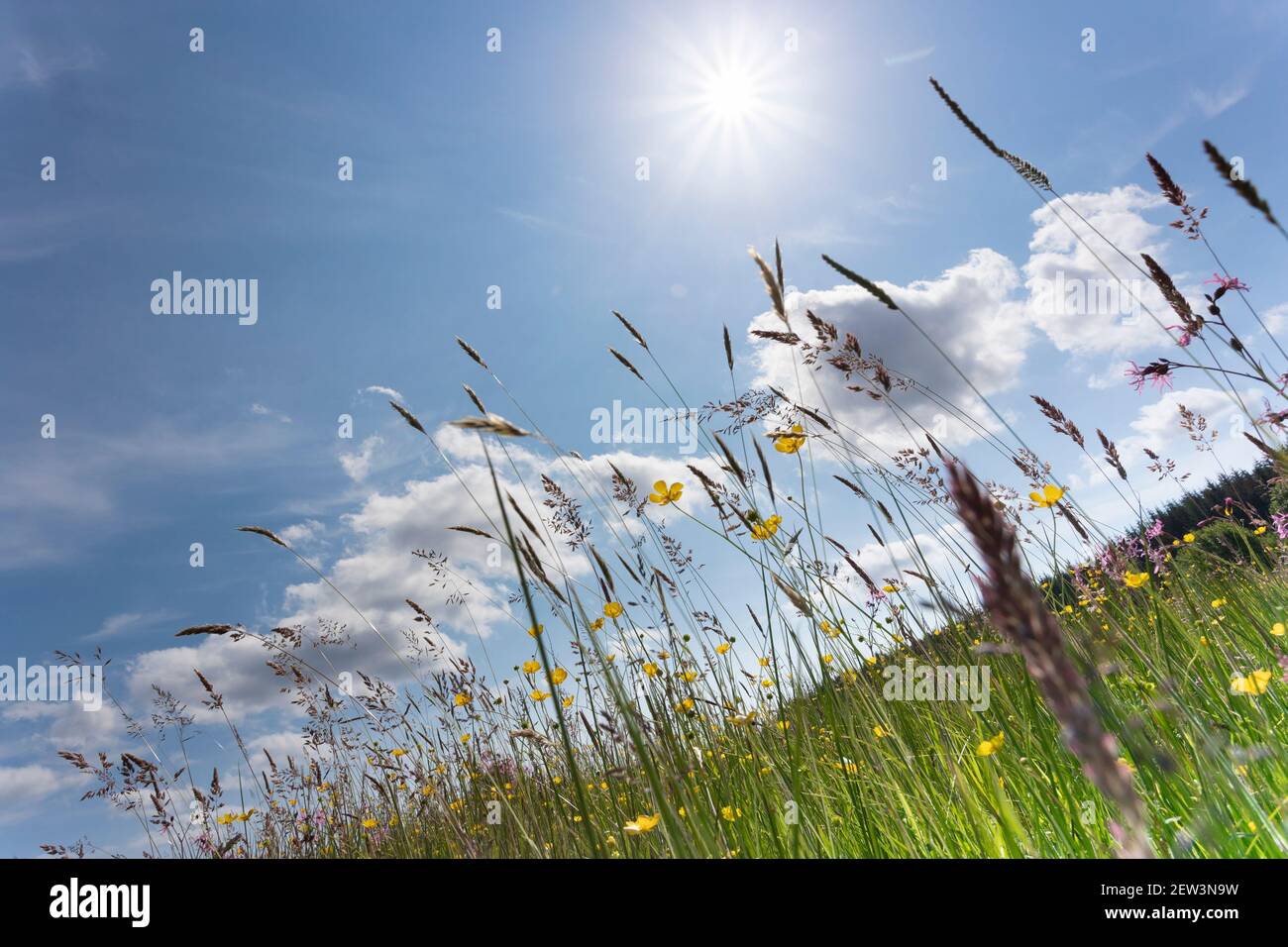 Wet Flower-rich Meadow, Kielder Water & Forest Park, Northumberland, UK Stockfoto