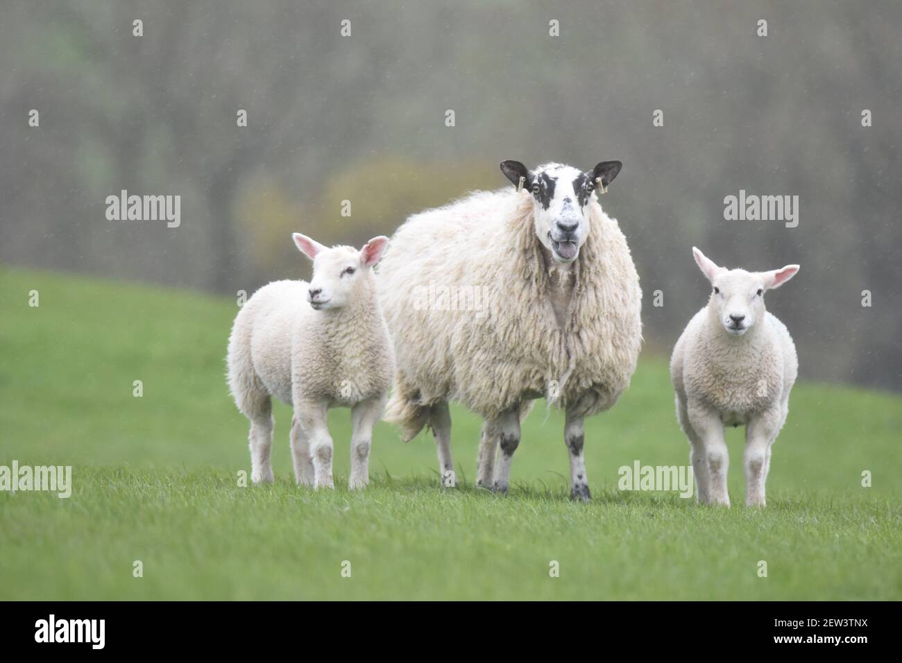 Kreuz Schafe und Lämmer Stockfoto