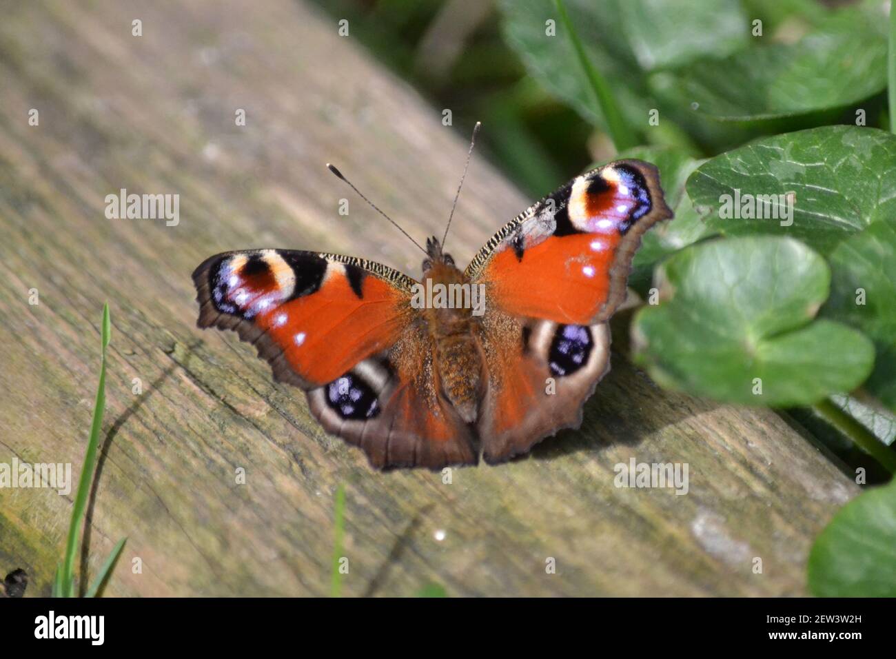 Pfau Schmetterling auf Plank aus Holz - Inachis io - Garteninsekt - Mehrfarbig - Schmetterling auf EINEM sonnigen Tag - Wingspan 63mm - Filey - Yorkshire UK Stockfoto