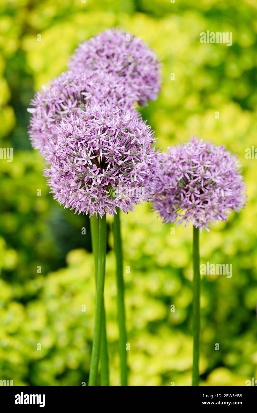 Blassviolette Blüten von Zierzwiebeln, Allium senescens 'Montana', auch bekannt als alterndes Allium, alterndes Schnittlauch und deutscher Knoblauch. Stockfoto