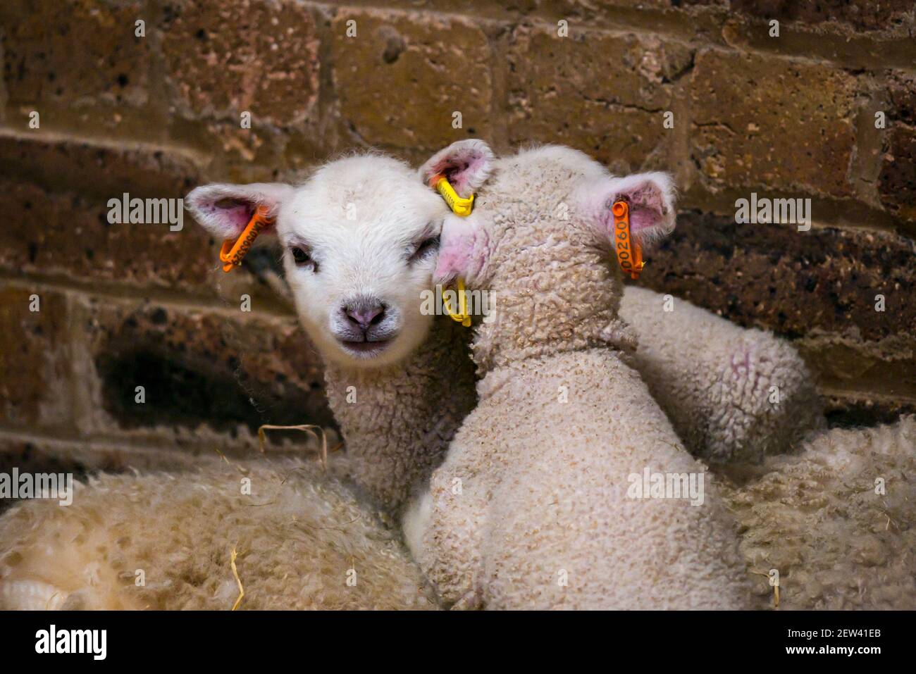 Nette neugeborene Shetland Schaf Lamm Zwillinge kuscheln zusammen auf Mutter Mutterschafe in Scheune liegen, Schottland, Großbritannien Stockfoto