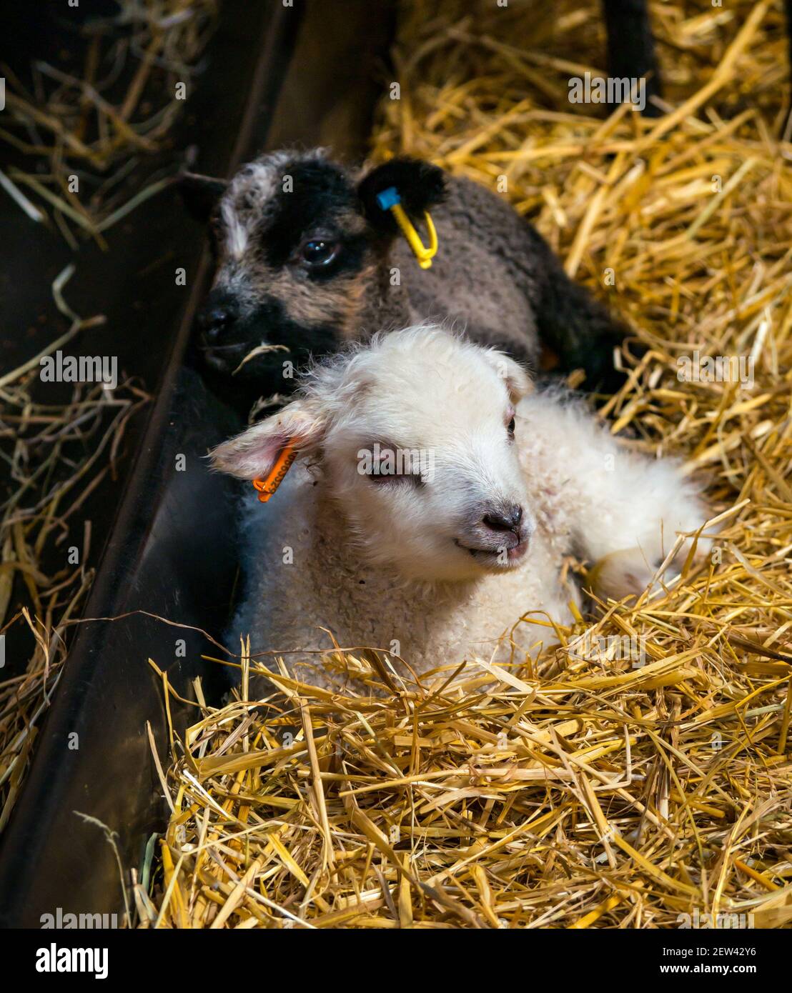 Niedliche neugeborene Shetland Schaf Lamm Zwillinge, eine weiße und eine eine Katmoget Färbung, liegen in Stroh in Scheune, Schottland, Großbritannien Stockfoto