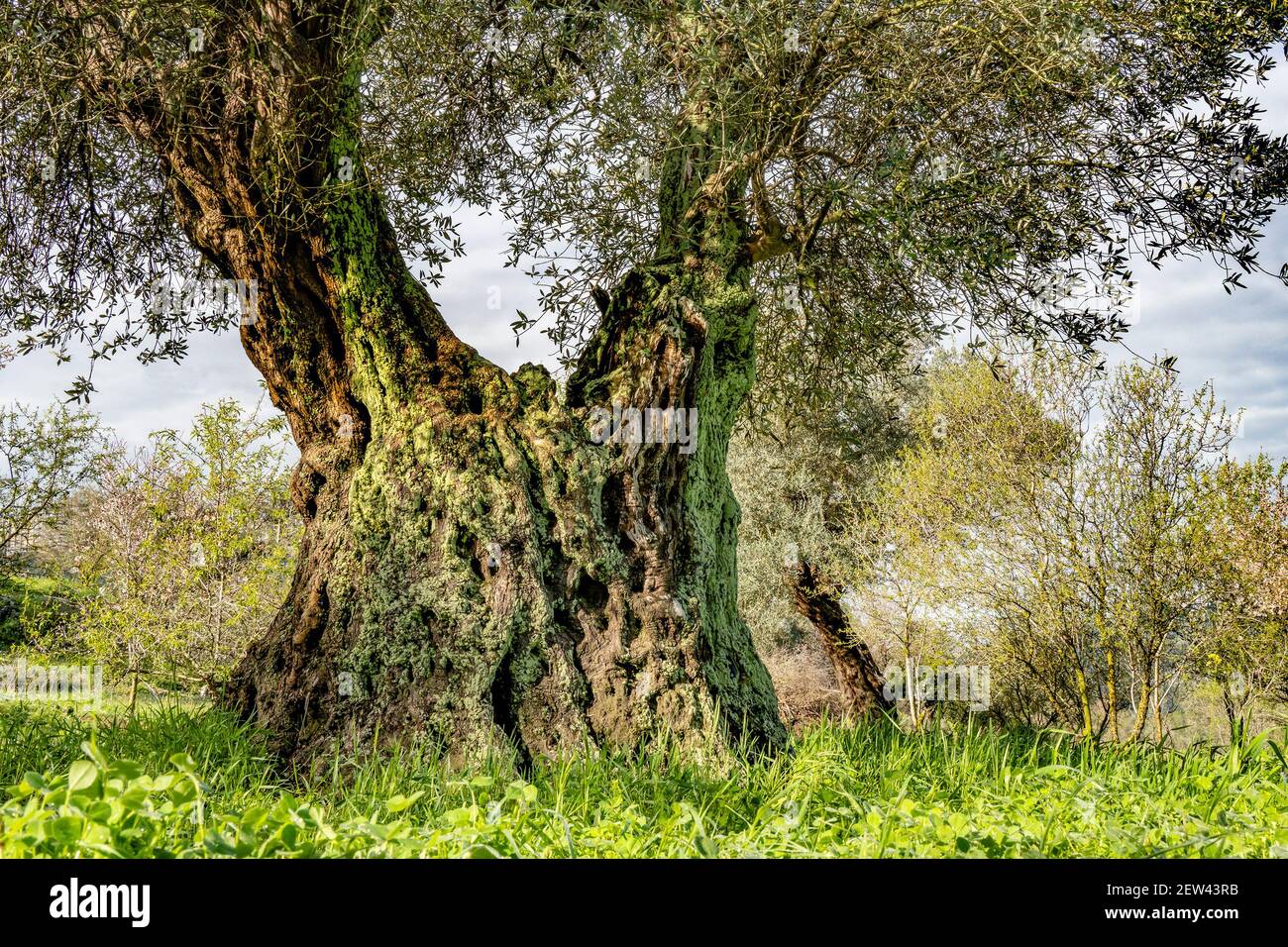 Ein alter Ölbaum, seine Rinde mit Moos bedeckt, int die Judäa Berge in der Nähe von Jerusalem, Israel, in der Morgendämmerung. Stockfoto