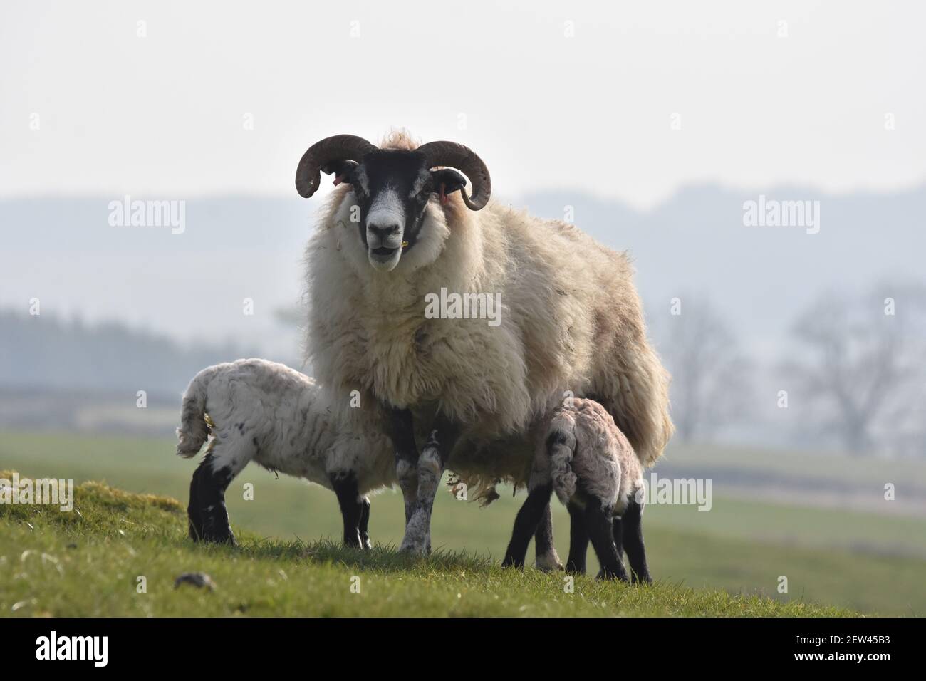 Schottische Schwarzgesicht Mutterschafe mit Lämmern, SW Schottland Stockfoto