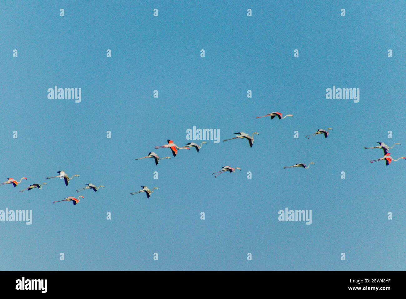 Flock of Flamingos am Thol See Stockfoto
