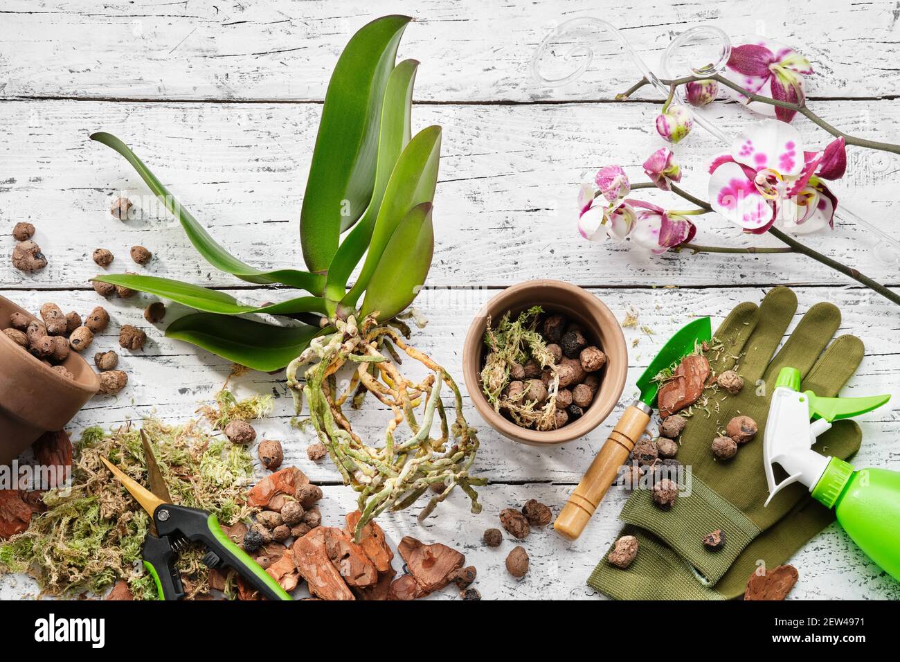 Blumentöpfe, Kiefernrinde, Blähton, Moos und Schaufel zum Pflanzen von Orchideen in einem Topf, Sprühflasche und Gartenscheren auf dem Tisch. Draufsicht. Stockfoto