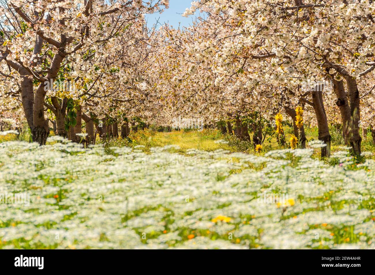 Frühling: Blühende Kirschbaumreihe auf einem Feld mit wilden Blumen. Stockfoto