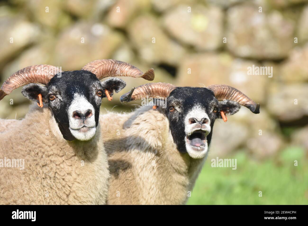 Scottish Blackface Sheep, Castle Douglas, Dumfries & Galloway Stockfoto