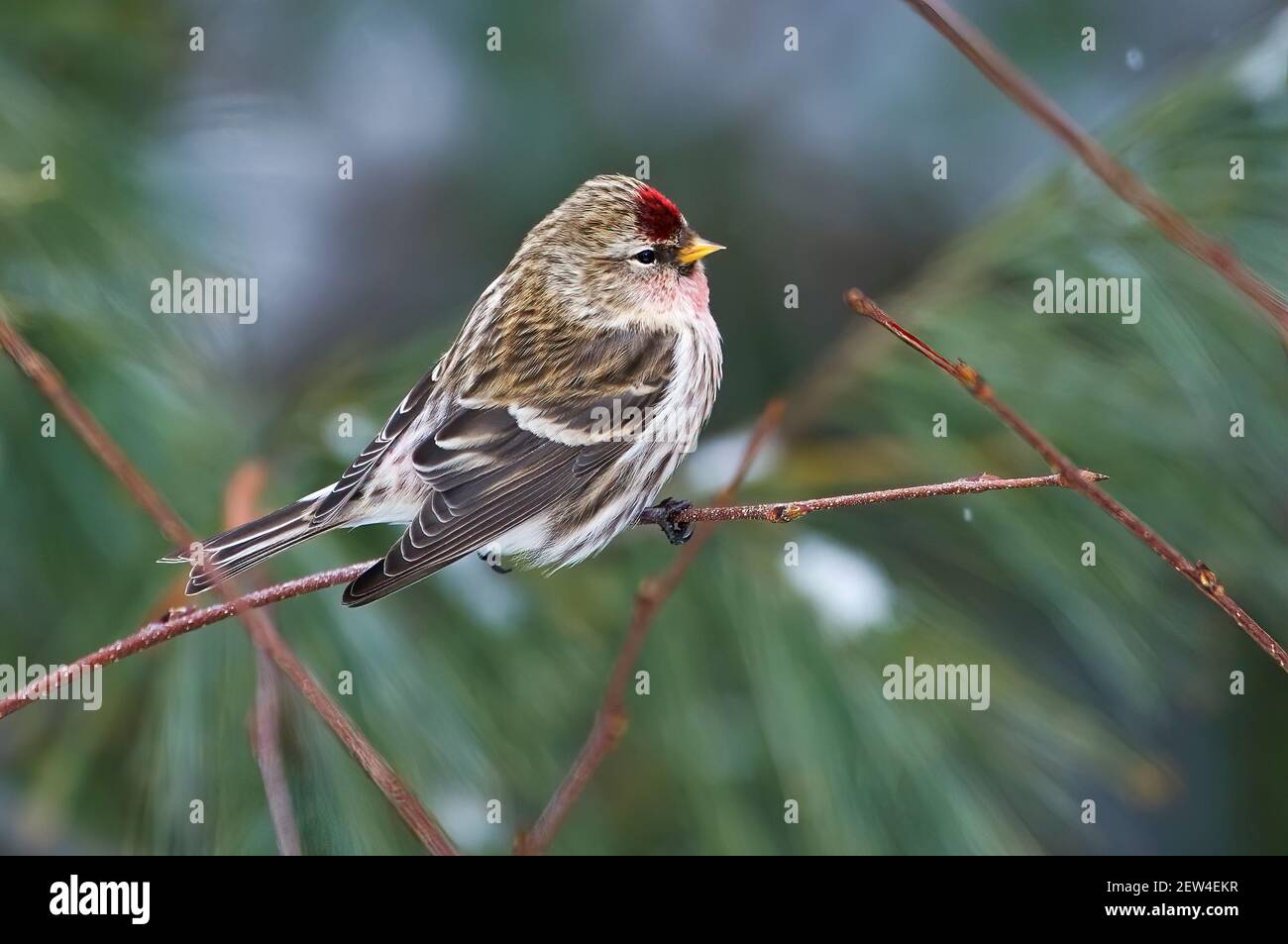Rottenbarsche im Algonquin Provincial Park, Ontario, Kanada Stockfoto