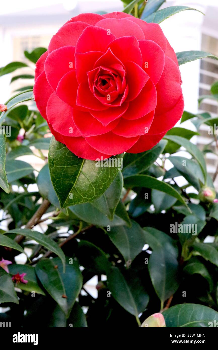 Camellia japonica ‘Black Tie’ Camellia Black Tie – formelle doppelte rote Blume mit konzentrischen Reihen von Blütenblättern, März, England, Großbritannien Stockfoto
