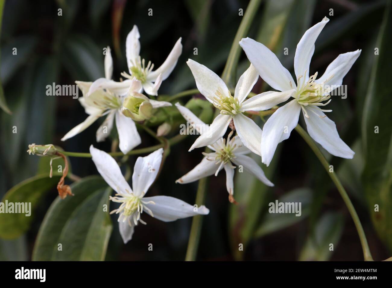 Clematis armandii ‘snowdrift’ Armand clematis – Kletterpflanze mit großen duftenden weißen sternförmigen Blüten, März, England, Großbritannien Stockfoto