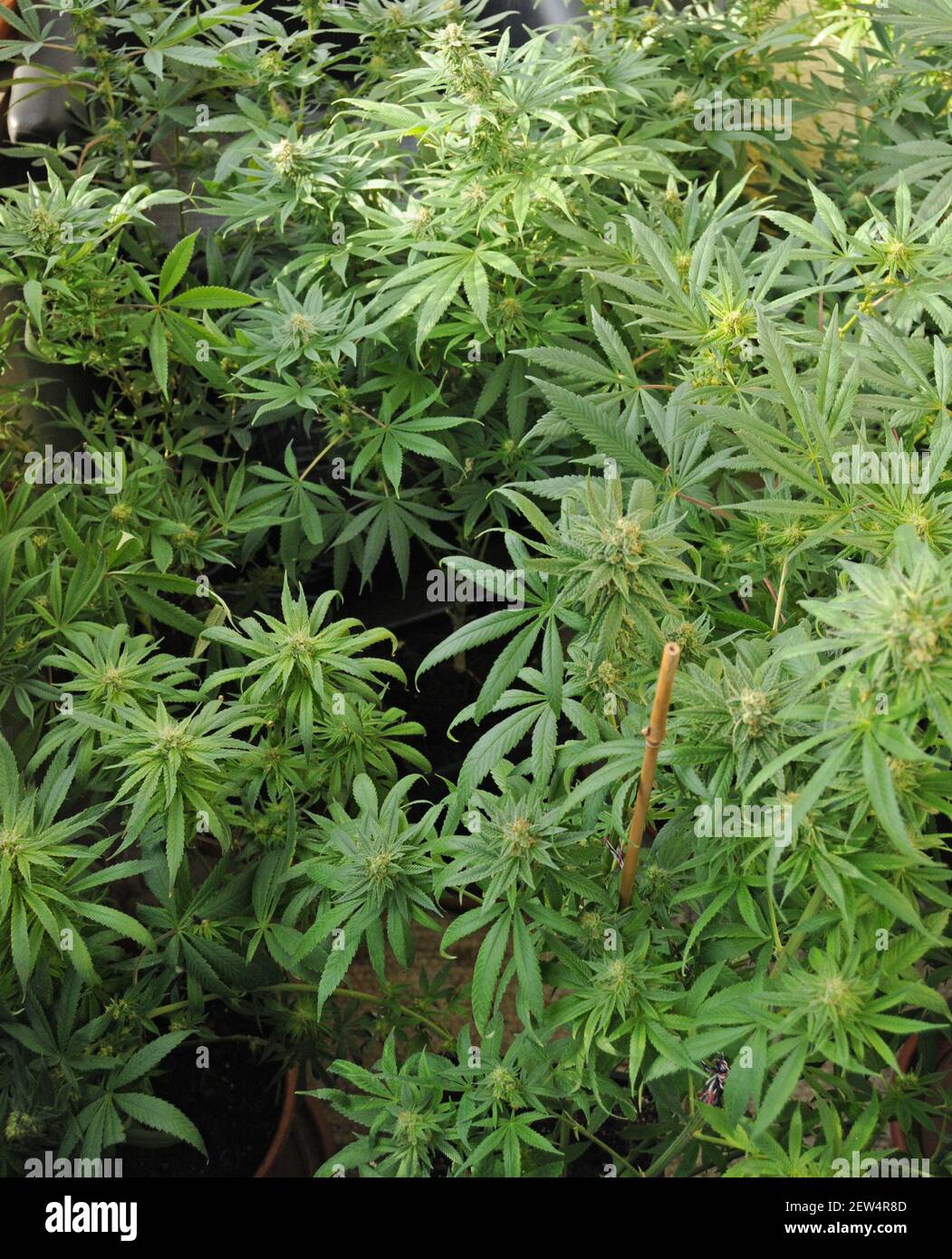 Hanfpflanzen: Cannabis mit illegalem THC (Tetrahydrocanabinol) und legalem CDB (Cannabidiol), das für die medizinische Behandlung im eigenen Land verwendet wird Stockfoto