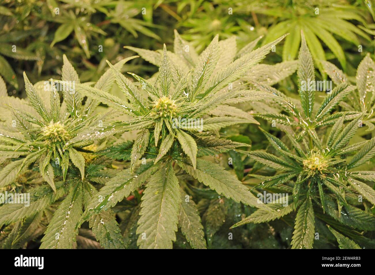 Hanfpflanzen: Cannabis mit illegalem THC (Tetrahydrocanabinol) und legalem CDB (Cannabidiol), das für die medizinische Behandlung im eigenen Land verwendet wird Stockfoto