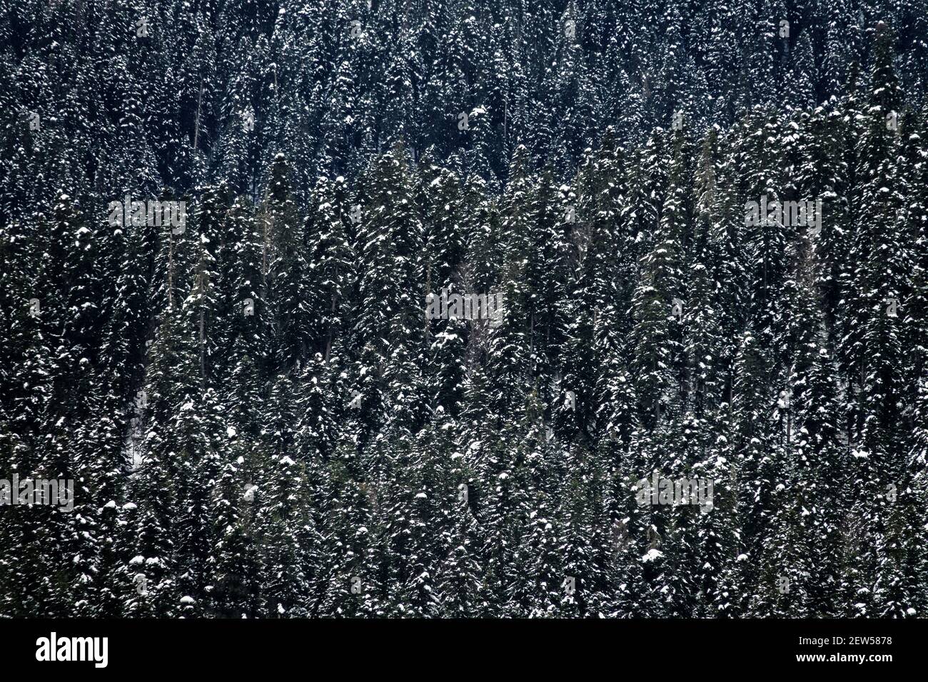 Der Hintergrund des Taiga-Waldes (Holz der borealen Nadelbäume). Alte Tannen mit Schneekappen am Berghang. Das monotone kleinfigurige Muster ( Stockfoto