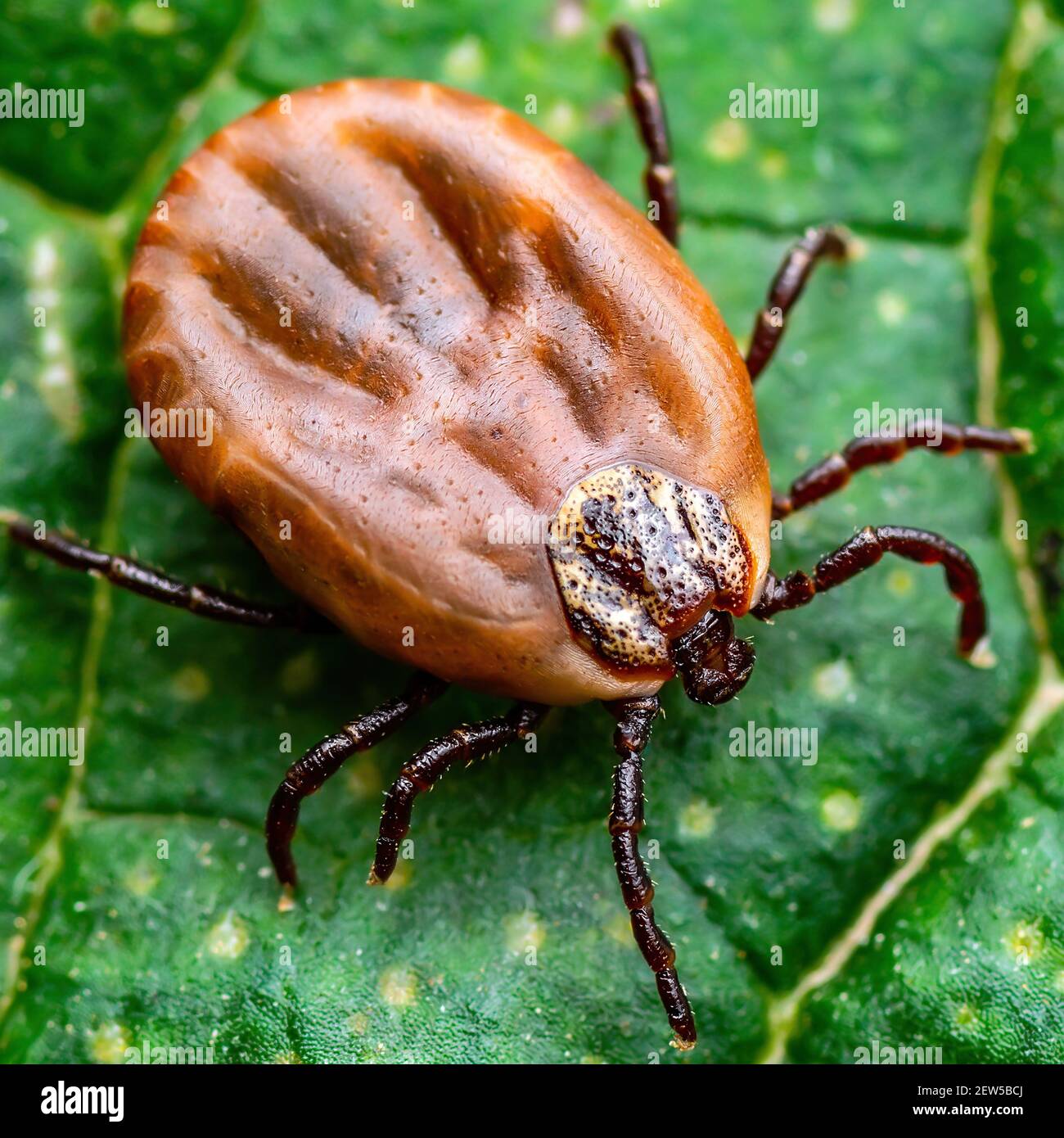 Enzephalitis Virus oder Lyme-borreliose Krankheit oder Affe Fieber Infektionskrankheiten Dermacentor Zecke Arachnid Parasit Insekt auf grünem Blatt Makro Stockfoto