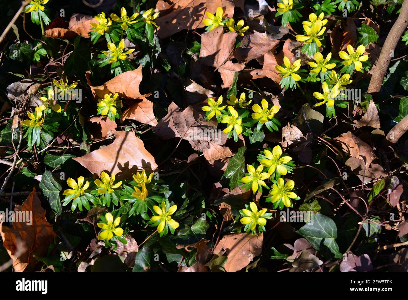 Camas, Winterling, Eranthis hyemalis, téltemető Stockfoto