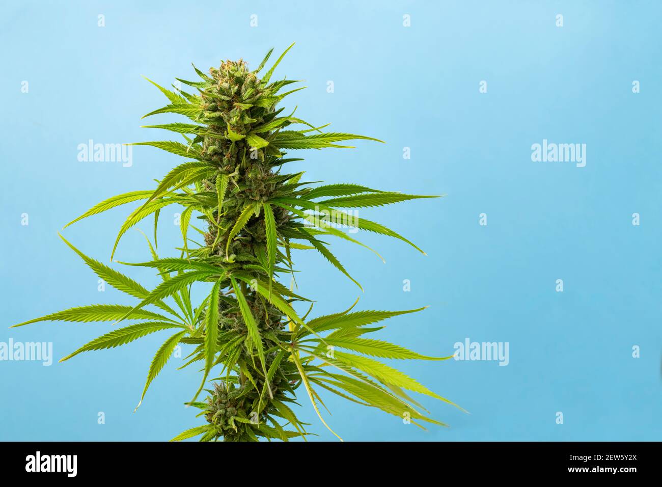 Nahaufnahme Knospe Marihuana Karamell auf blauem Hintergrund mit Platz für Text Stockfoto