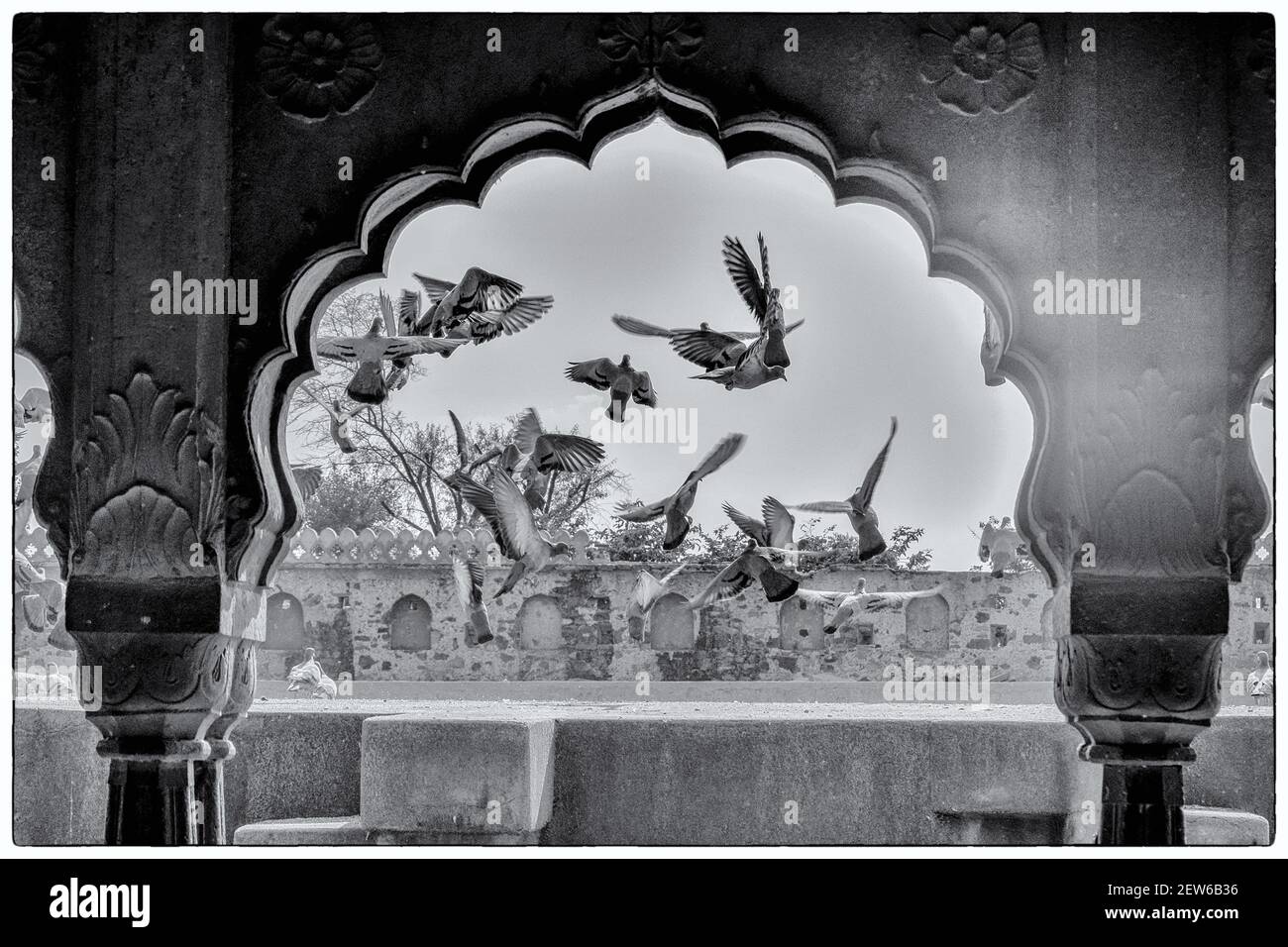 Vögel fliegen in Indien Stockfoto