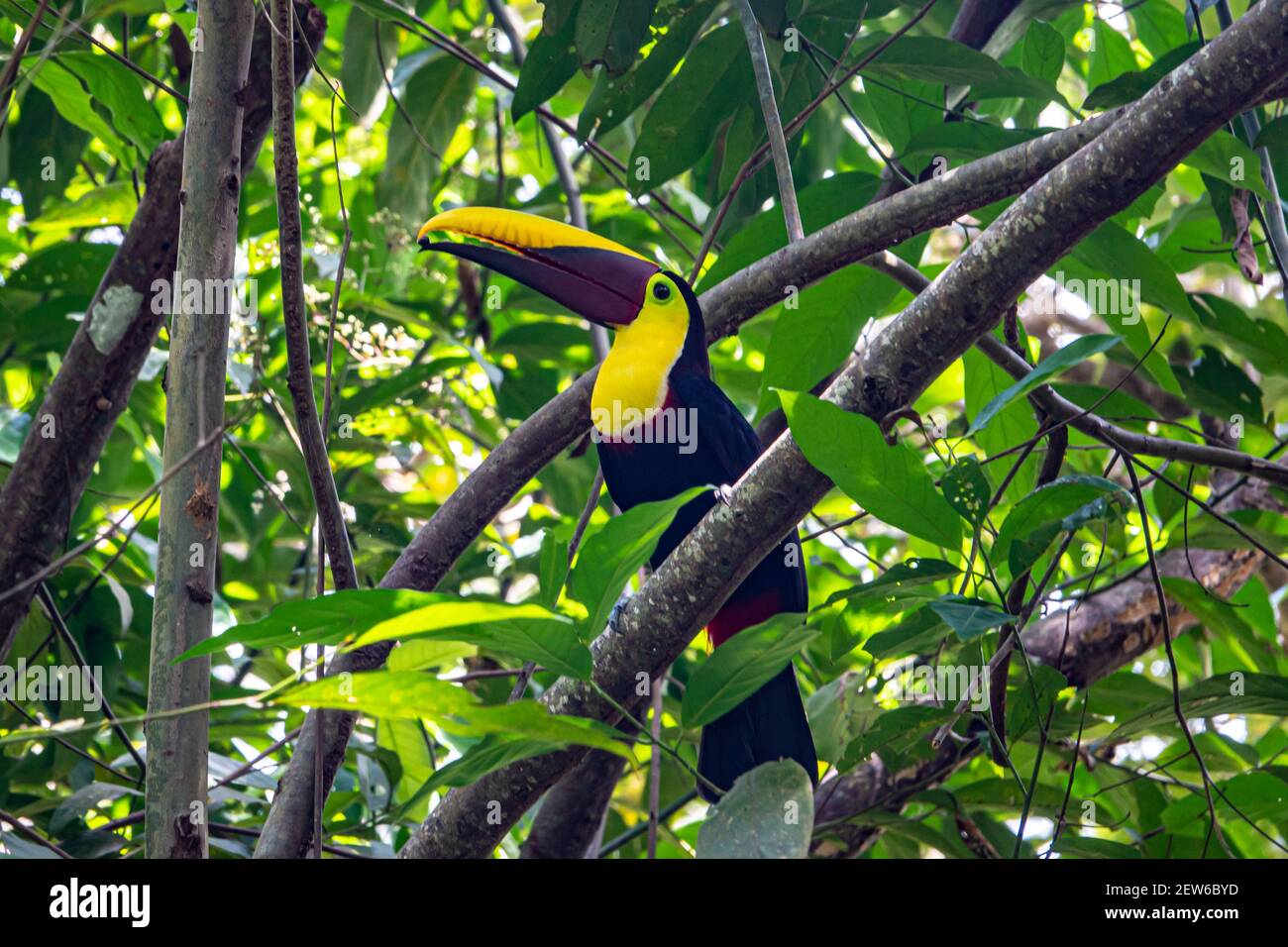 Gelbkehliger Tukan in Costa Rica Stockfoto