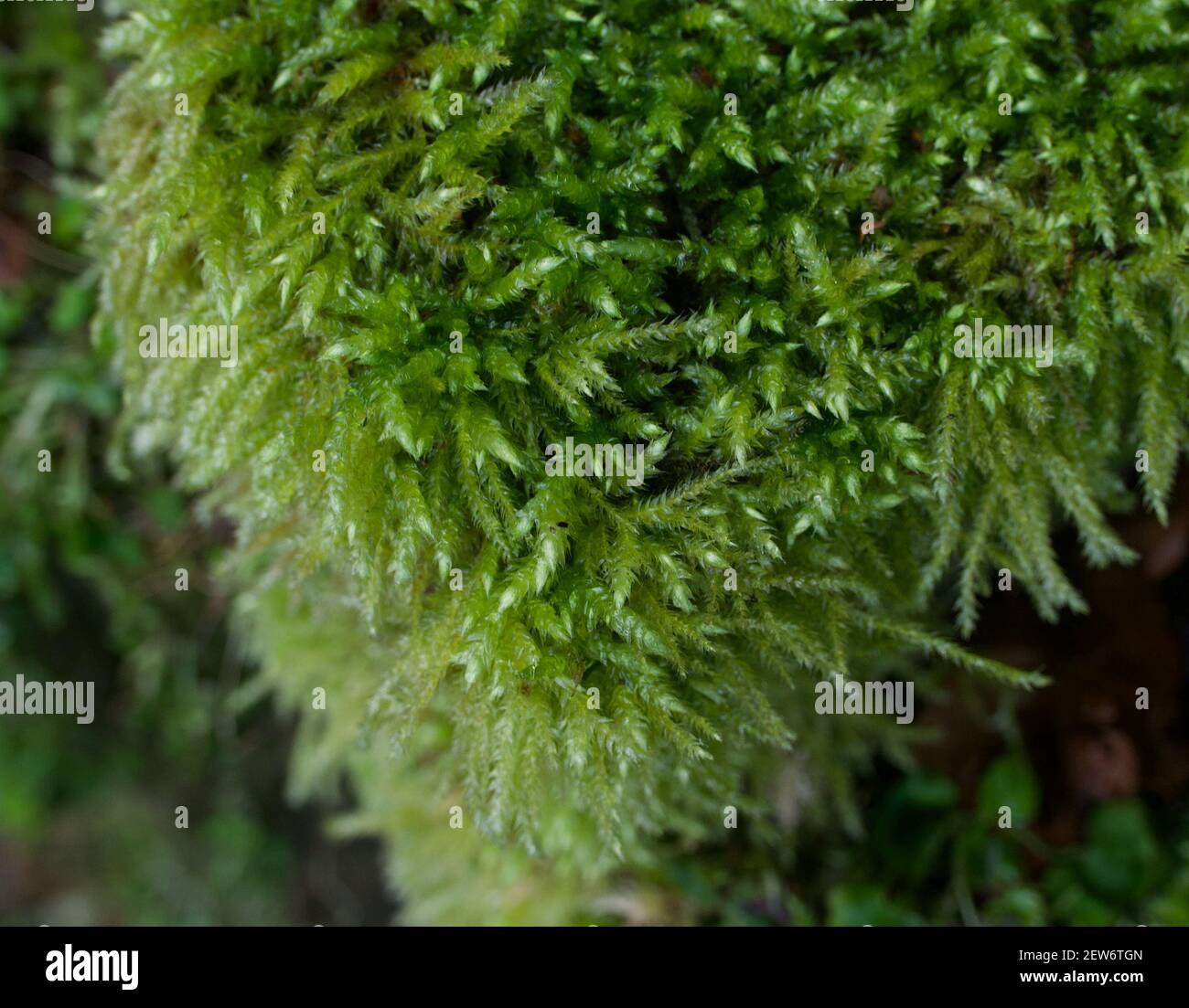 Nahaufnahme des Vollbilds mit grünem Moos, das Laub zeigt Details Stockfoto