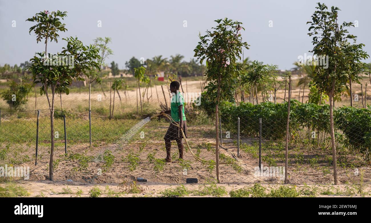 Junge Ghana Frau Bewässerung ihr Land mit neu gepflanzten Feldern. 12 November 2020 Keta Ghana Westafrika Stockfoto