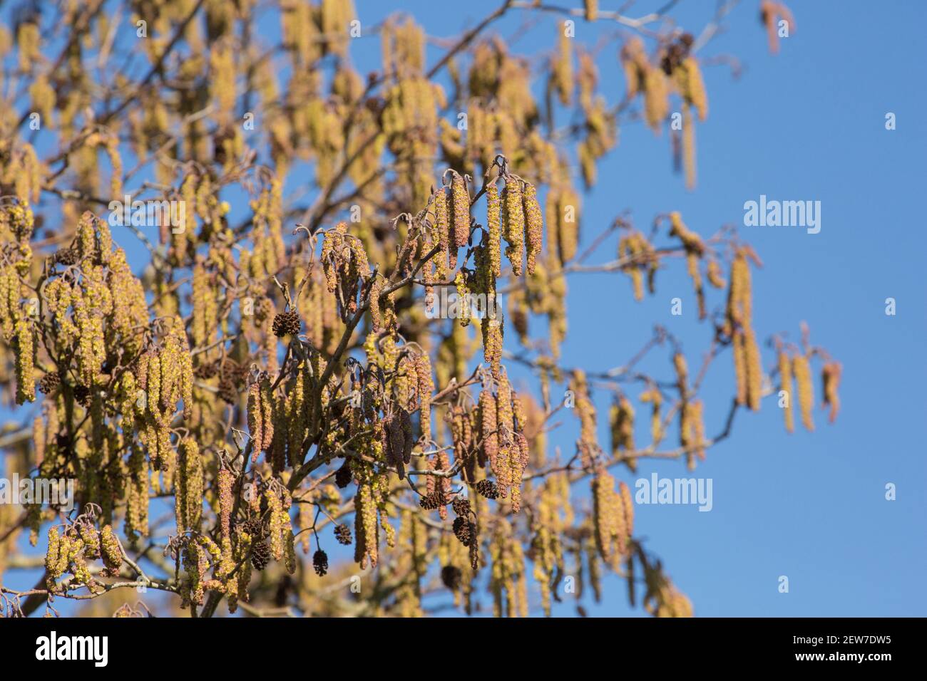 Ein Erlenbaum, Alnus glutinosa, zeigt im Februar Sonnenschein männliche Kätzchen. Die weiblichen Blüten wachsen auf den gleichen Stielen wie die männlichen Kätzchen. North Dor Stockfoto