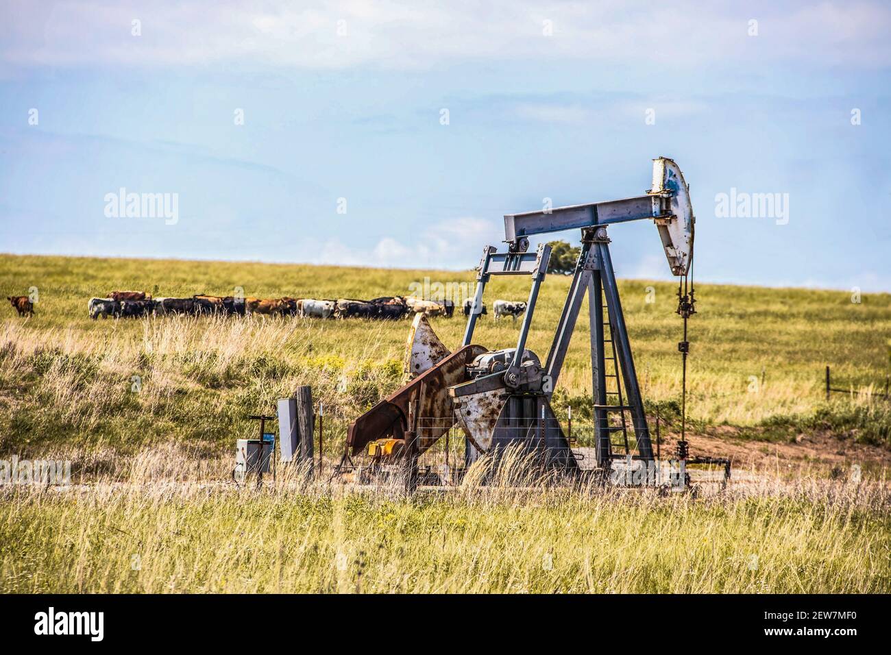 Arbeitspumpenheber an Öl oder Gas weit außen hinein Weide mit einer Herde Kühe im Hintergrund - Selektiver Fokus auf gut Stockfoto