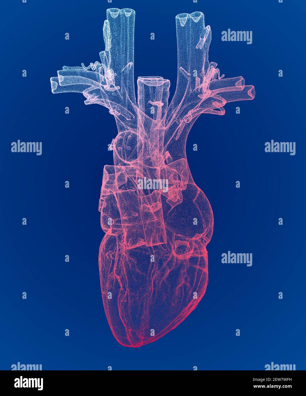 Herz, Ventrikel, menschliche Anatomie, Herzventrikel. Menschlicher Körper, Abschnitt. Röntgenansicht. HUD. Fortschrittliche Wissenschaftliche Geräte. Hologramm. Scanner. 3D Rendern Stockfoto