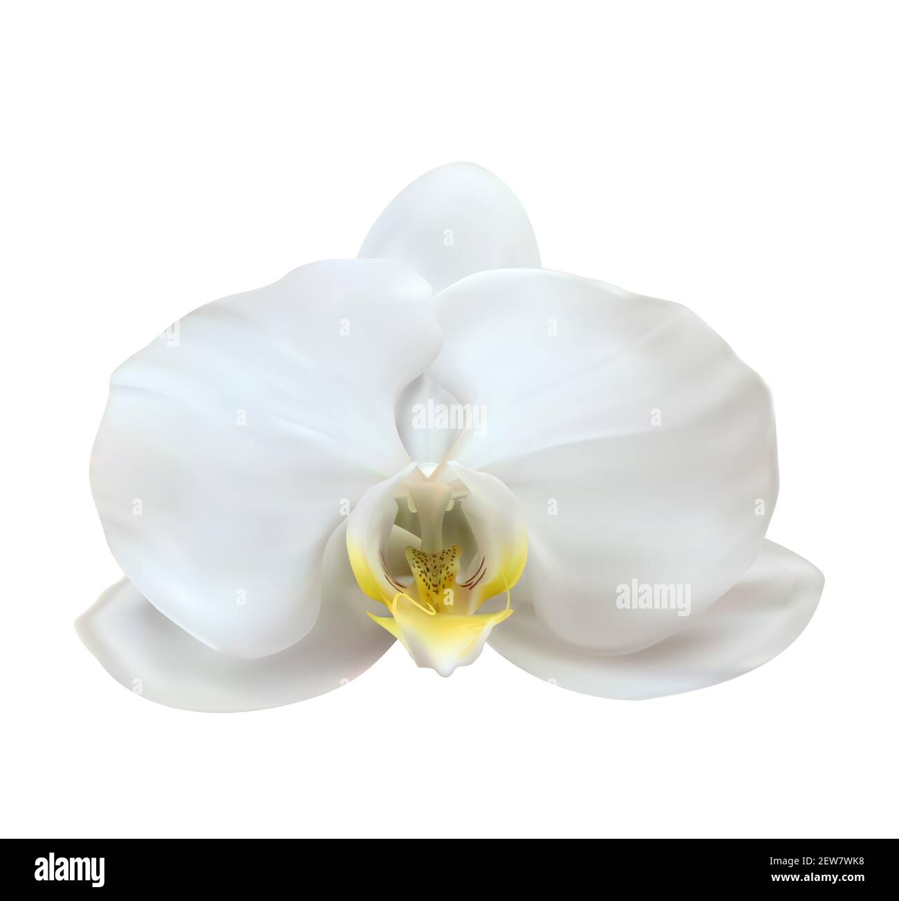 Realistische 3D Orchideenblume isoliert auf weiß. Vektorgrafik EPS10 Stock Vektor
