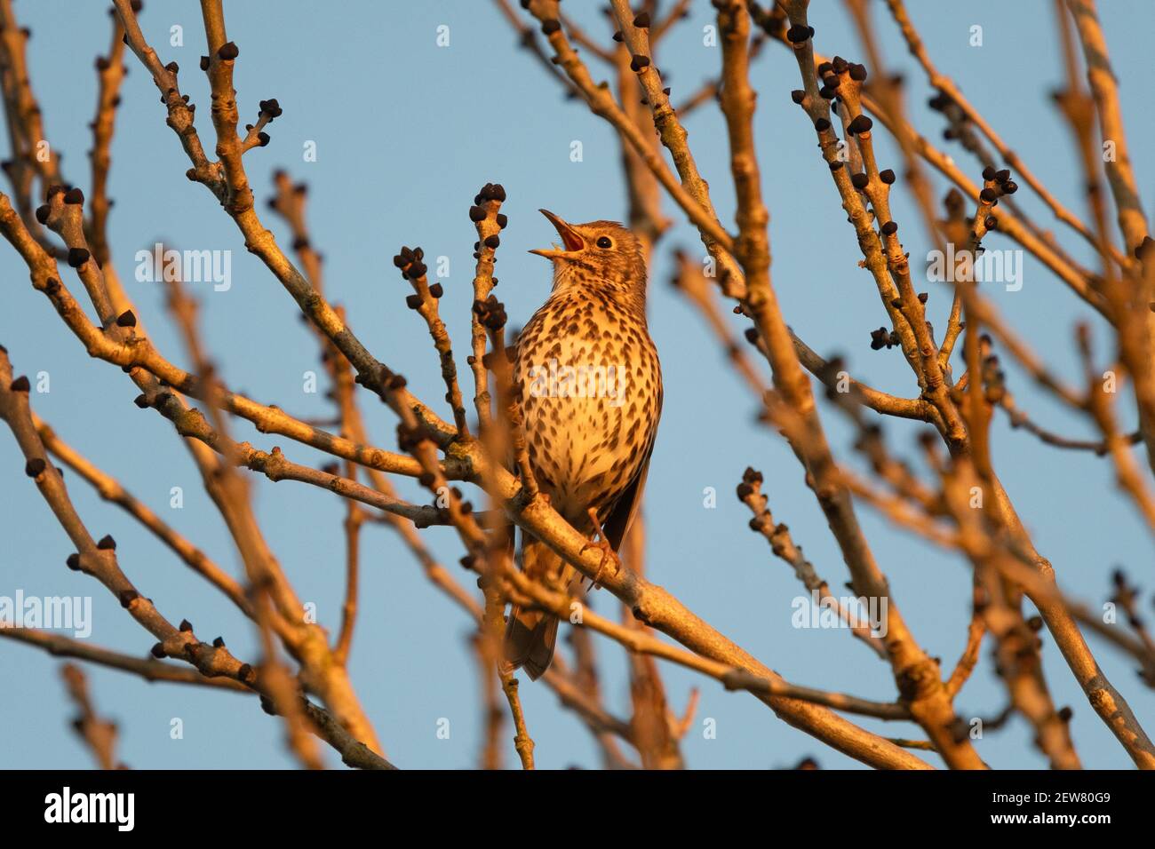 Song Thrush (Turdus philomelos) Gesang im Baum bei Sonnenuntergang - Schottland, Großbritannien Stockfoto