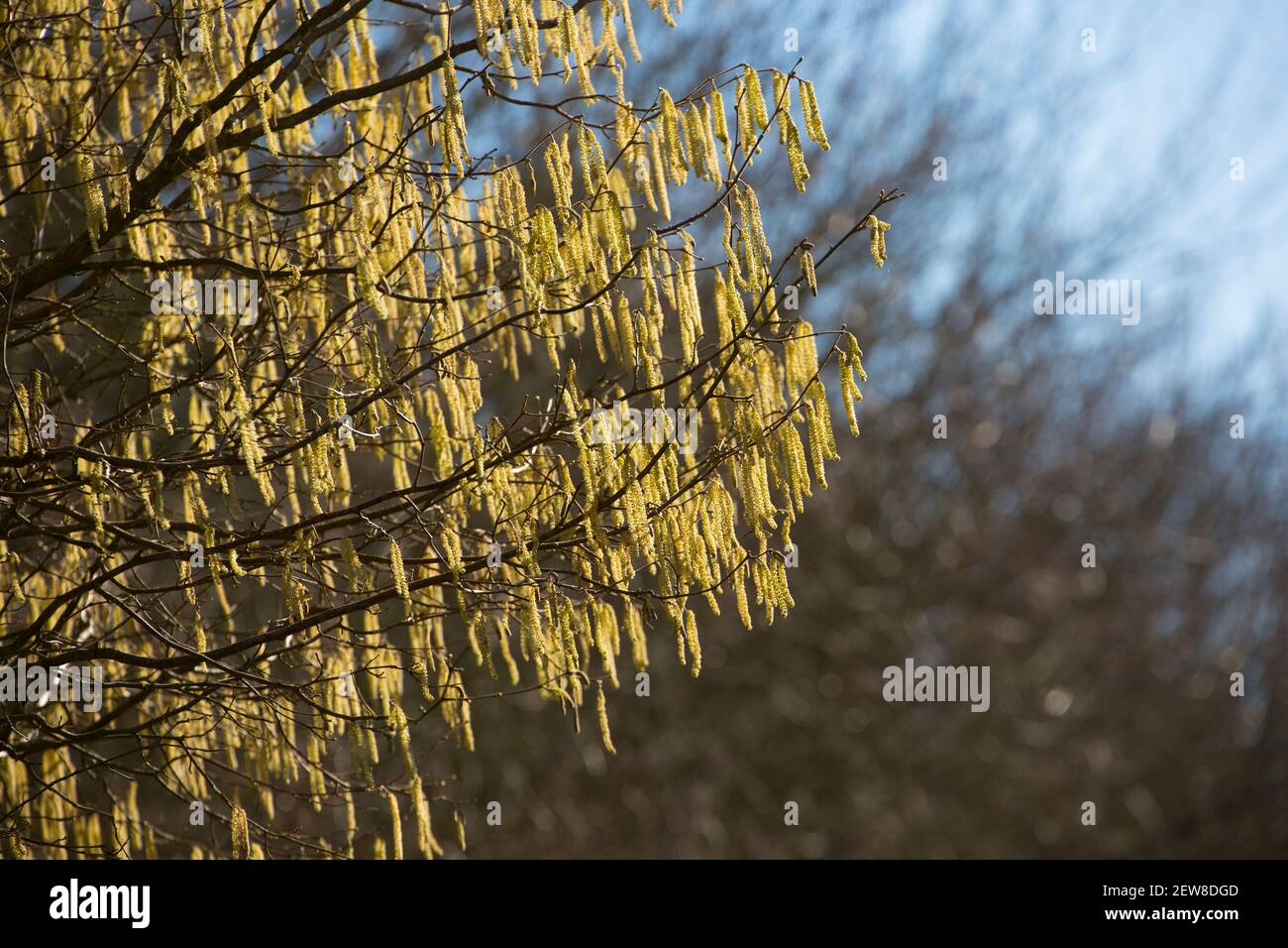 Ein Hasel Baum im Februar Sonnenschein zeigt gelbe männliche Kätzchen, auch als Lämmer Schwänze bekannt. Die viel kleineren weiblichen Blüten wachsen auf den gleichen Stielen wie Stockfoto