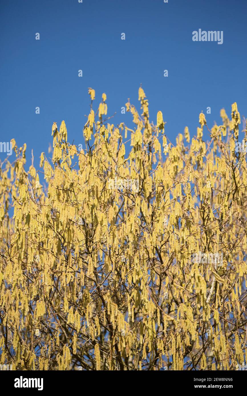 Ein Hasel Baum im Februar Sonnenschein zeigt gelbe männliche Kätzchen, auch als Lämmer Schwänze bekannt. Die viel kleineren weiblichen Blüten wachsen auf den gleichen Stielen wie Stockfoto