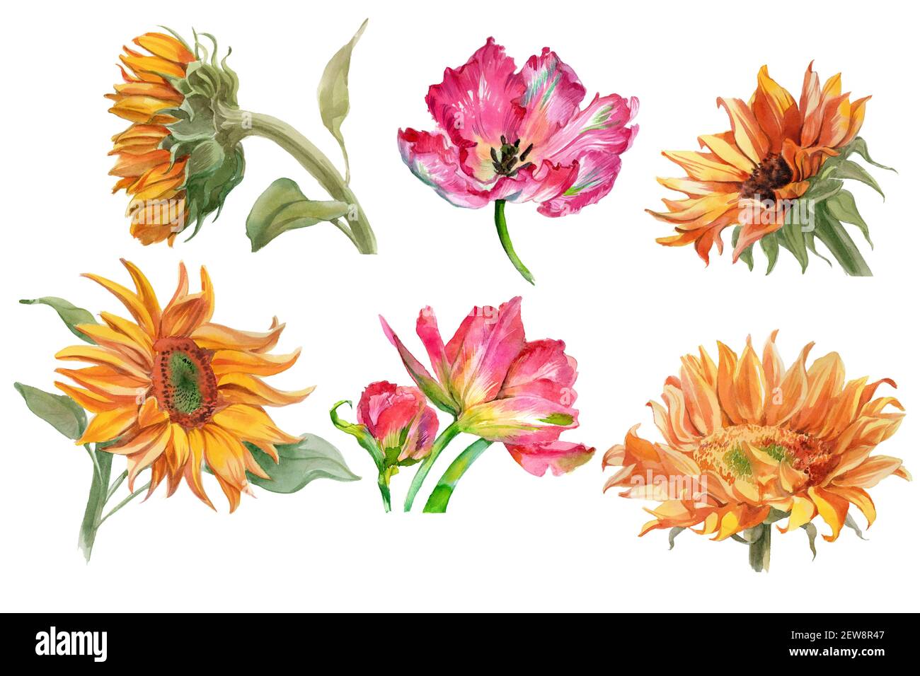 Set von Aquarell-Sonnenblumen und Tulpenblüten isoliert auf weiß. Hochwertige Fotos Stockfoto