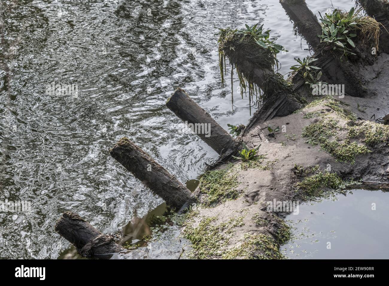 Eingestürzte hölzerne Hochwasserschutzbarriere / Erosionsschutz Barriere durch Flusswasser überwältigt. Für Klimawandel, Flussmanagement, Hochwasserschutz. Stockfoto