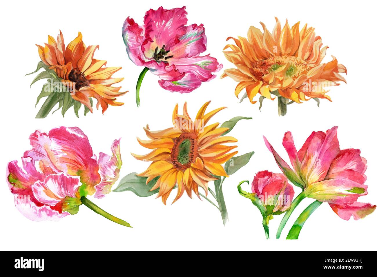 Set von Aquarell-Sonnenblumen und Tulpenblüten isoliert auf weiß. Hochwertige Fotos Stockfoto