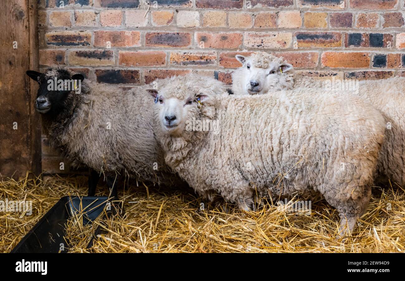 Schwangere Shetland Schafe Schafe im Heu in Scheune für Lambing Saison, Schottland, Großbritannien Stockfoto
