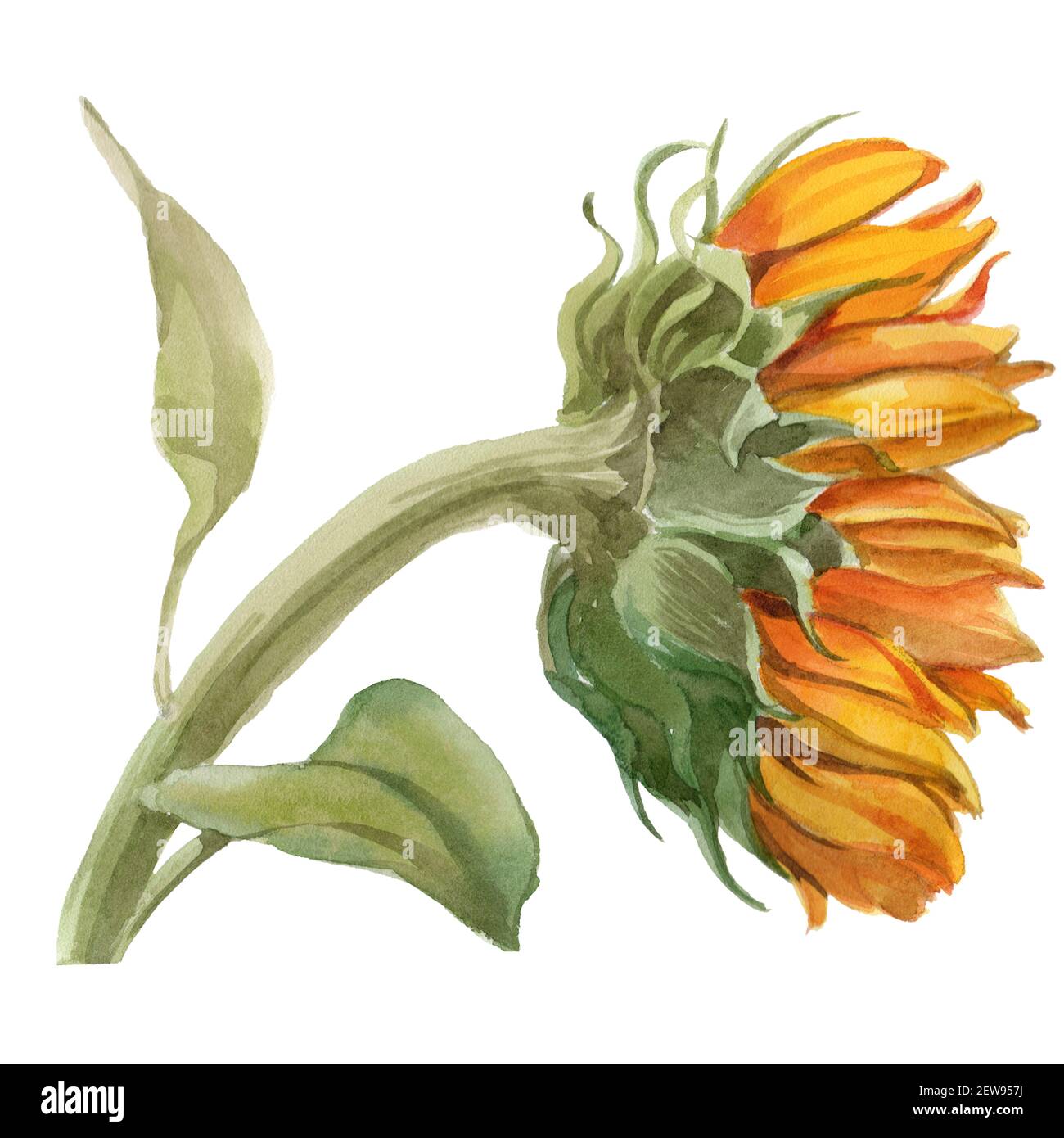 Aquarell Pflanzen Stockfotos und bilder Kaufen Alamy