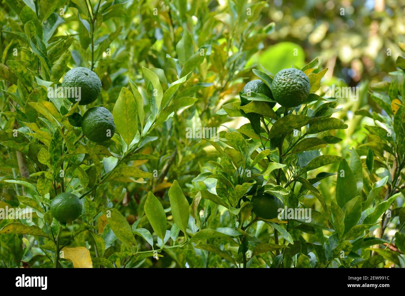 Ein Mandarinenorangenbaum mit grünen Früchten Stockfoto