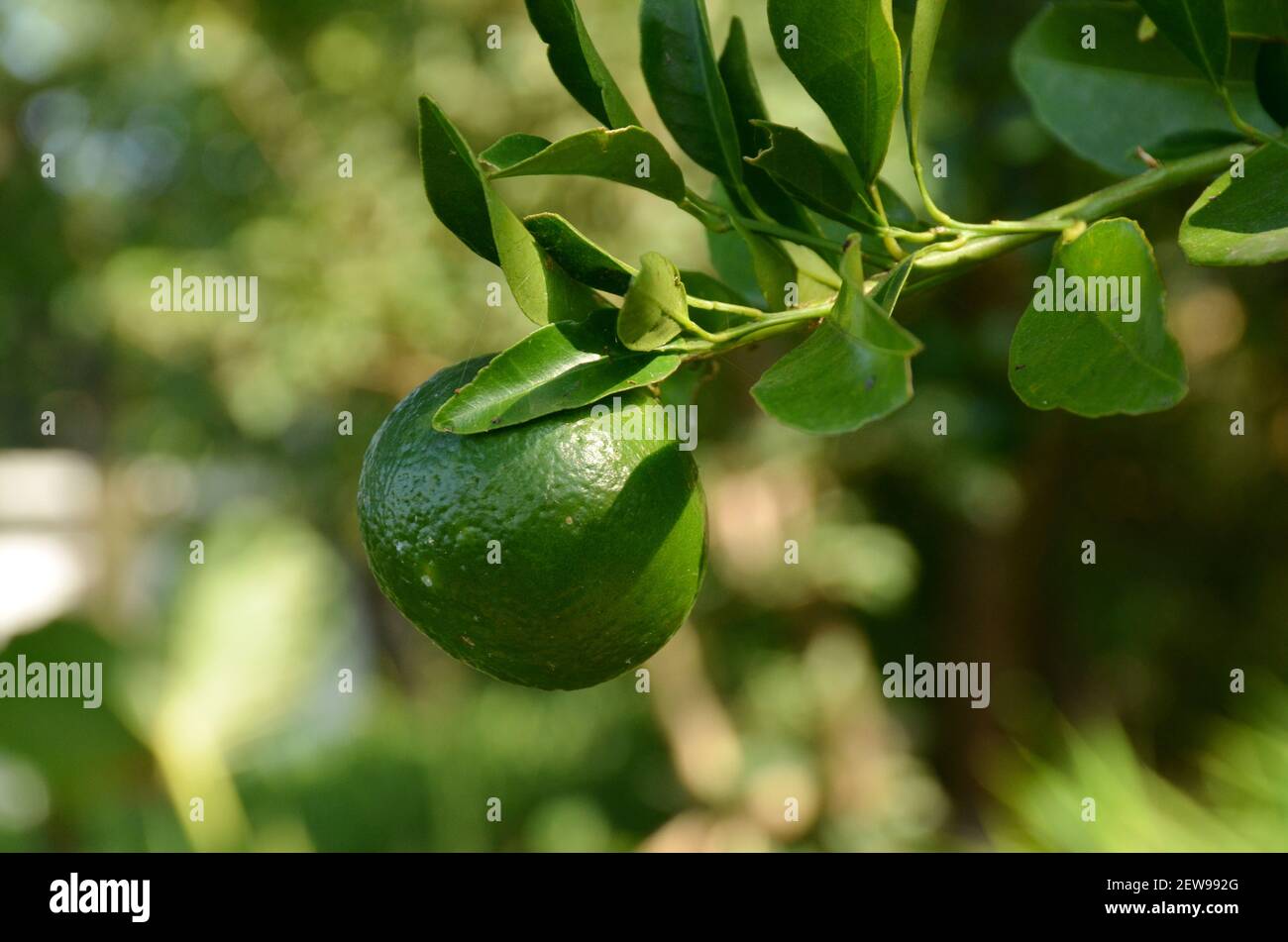 Grüne Zitrusfrüchte auf dem Mandarinenorangenbaum Stockfoto