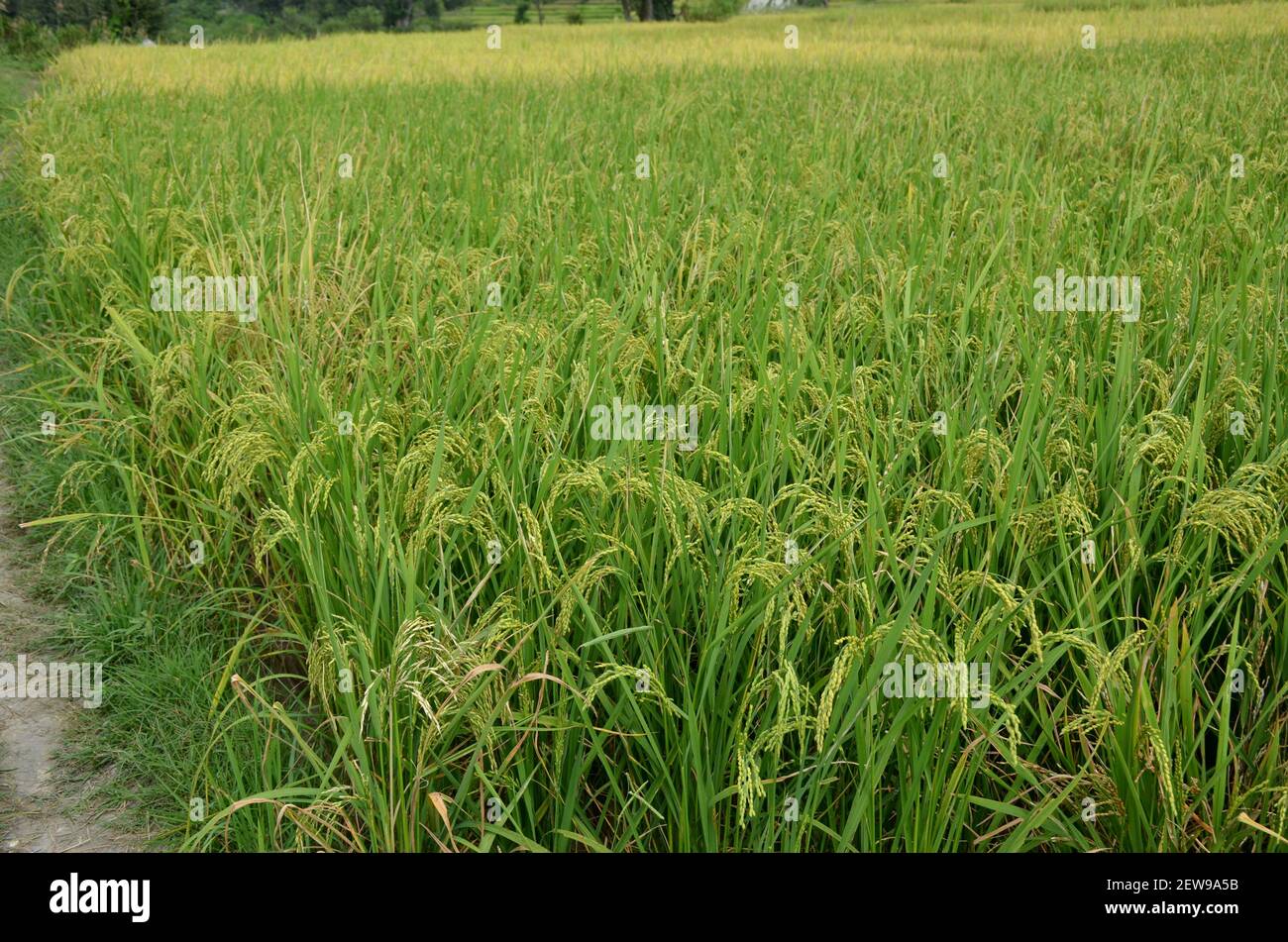 Die grünen reifen Reiskörner auf der Feldwiese aufschaufeln. Stockfoto