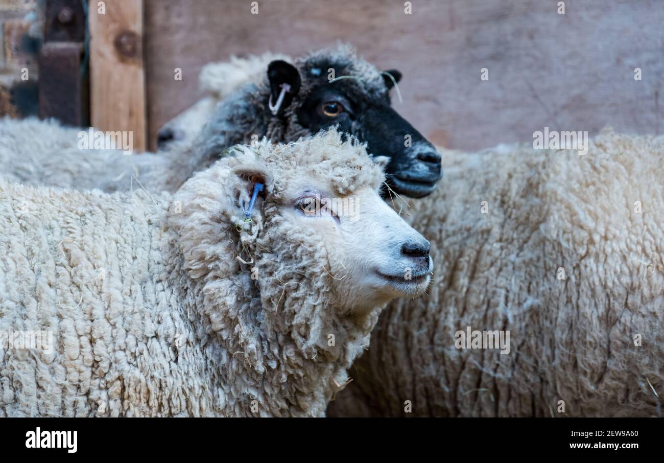 Schwangere Shetland Schafe Schafe in Scheune für Lambing Saison, Schottland, Großbritannien Stockfoto