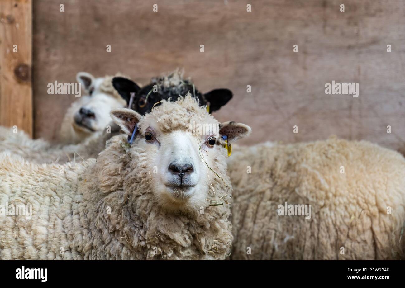 Schwangere Shetland Schafe Schafe in Scheune für Lambing Saison, Schottland, Großbritannien Stockfoto