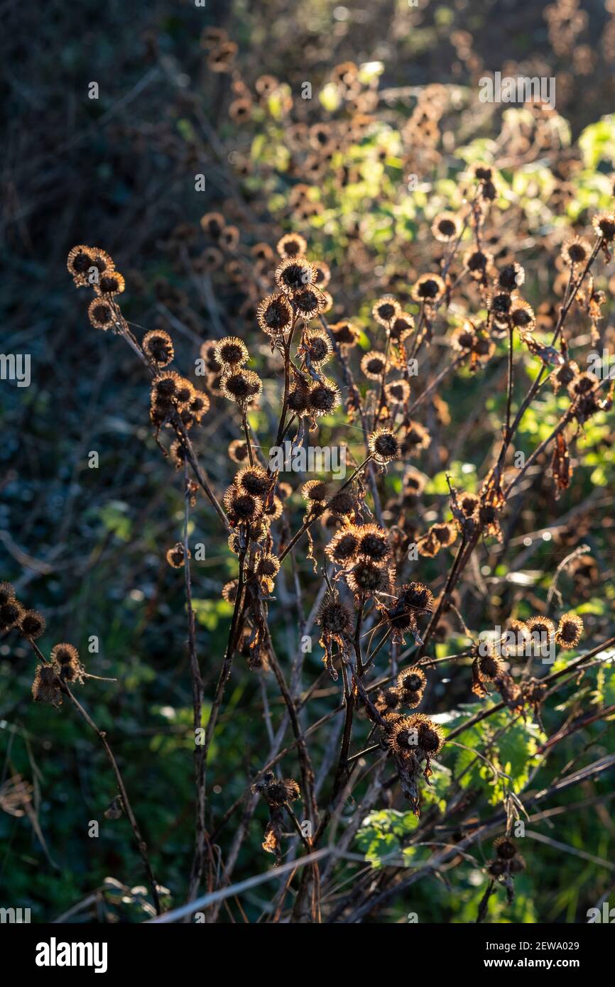 Arctium minus, kleiner Klette, Saatköpfe Stockfoto