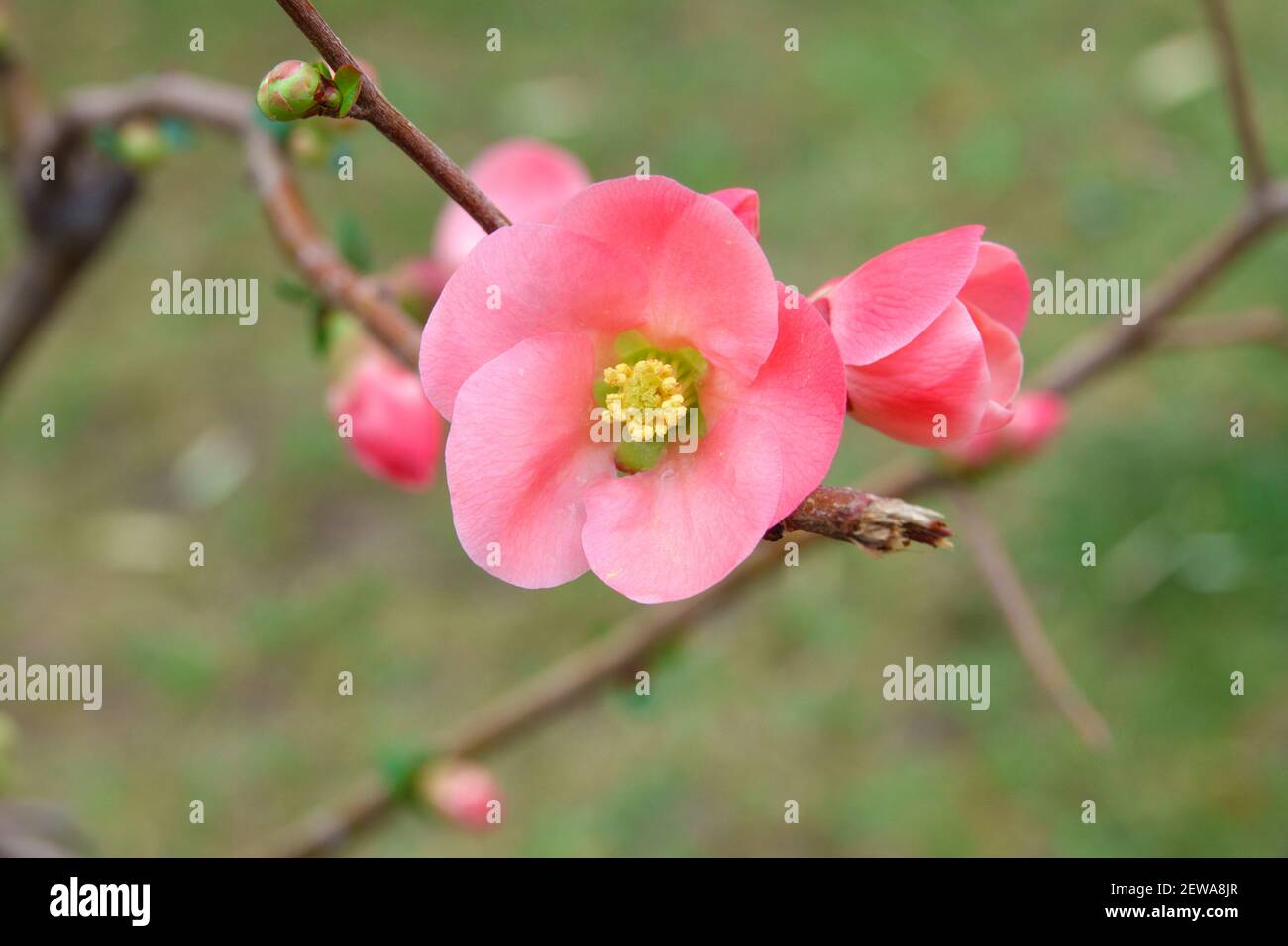 Hübsche korallenrosa Begonia Blumen, semperflorens begonias, Wachs Begonia im Garten. Stockfoto