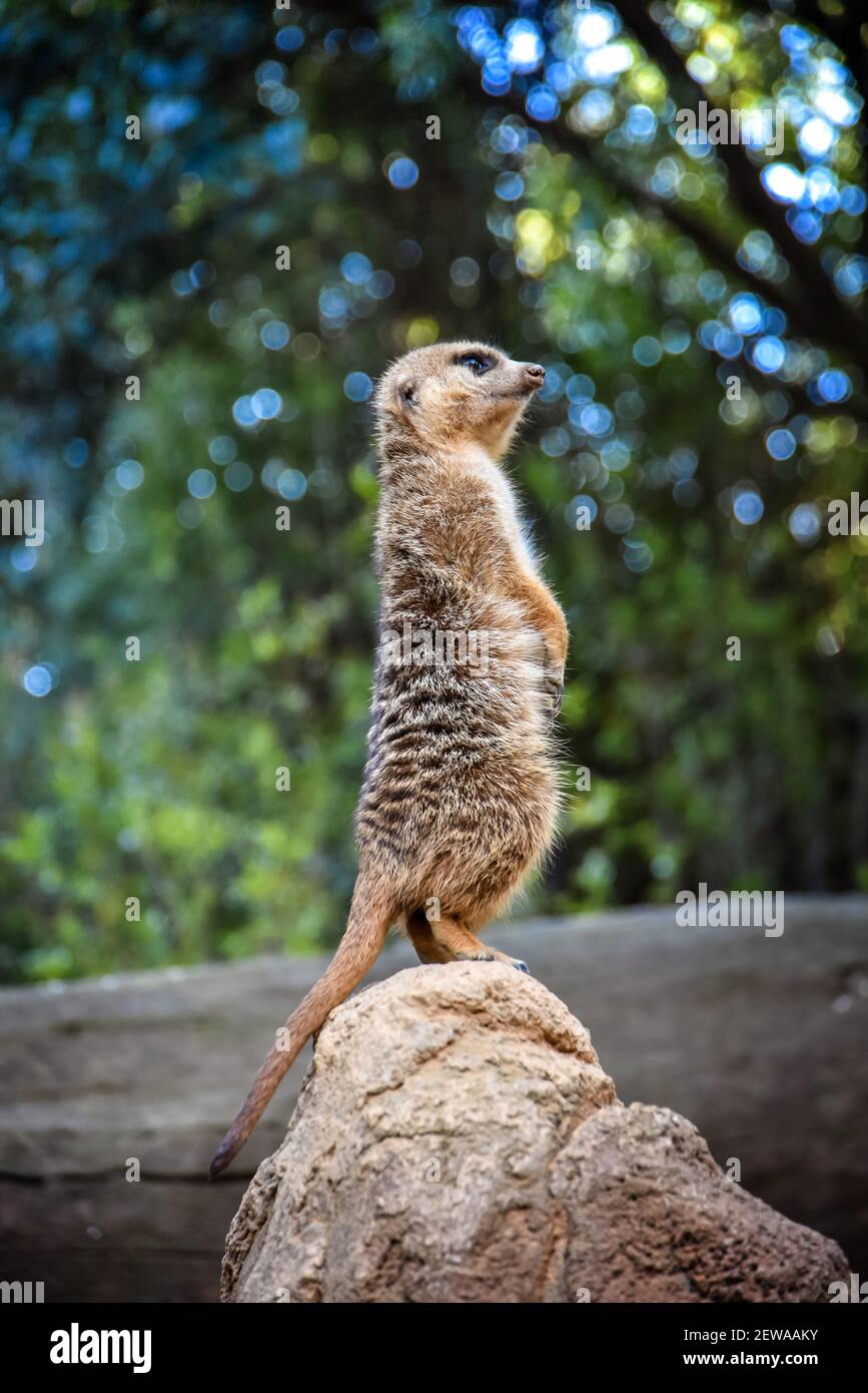 Kleiner Erdmännchen, der am Ende eines Felsens steht Stockfoto