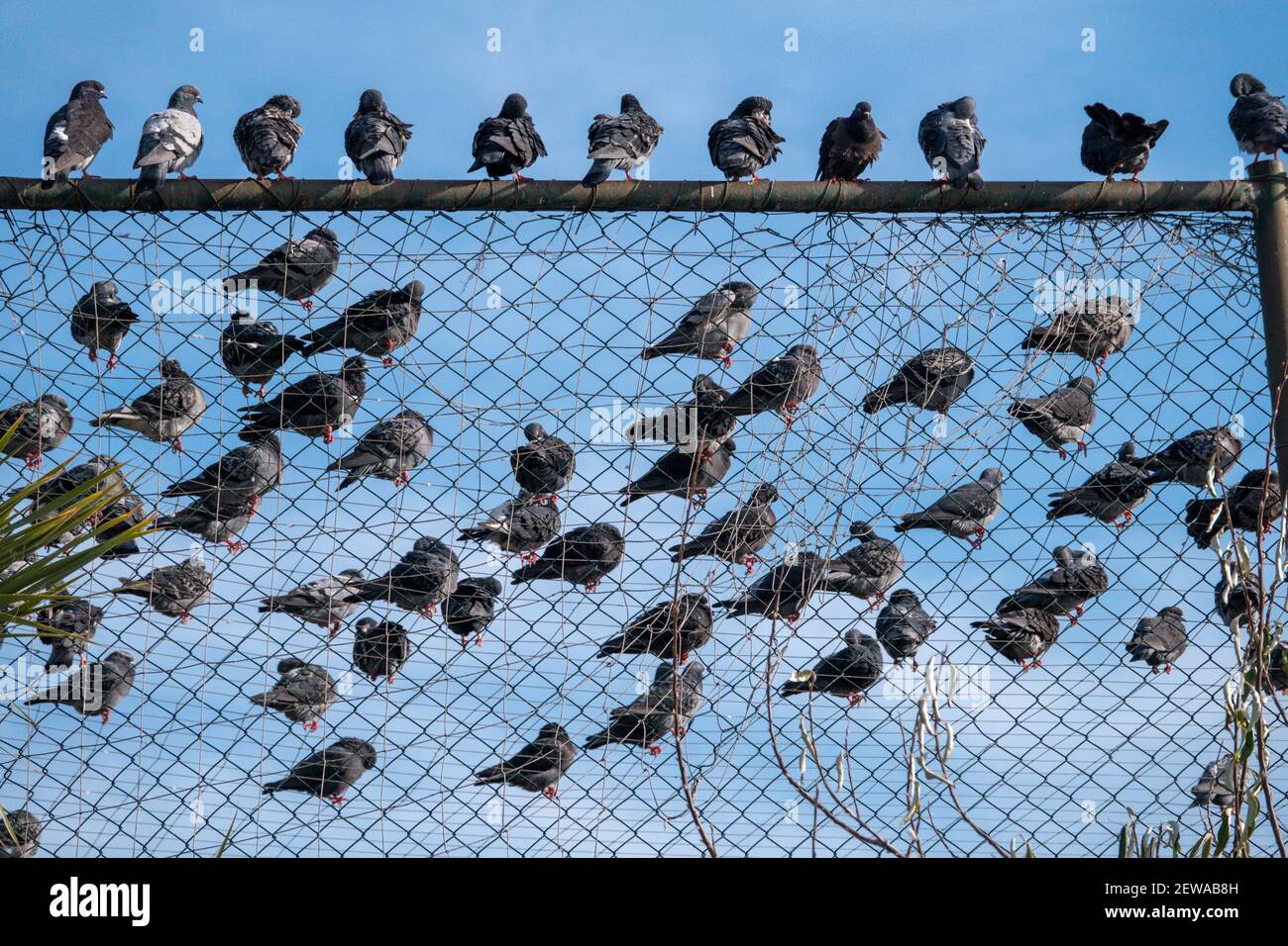 Tauben Reihen sich auf dem Drahtnetz auf. Stockfoto