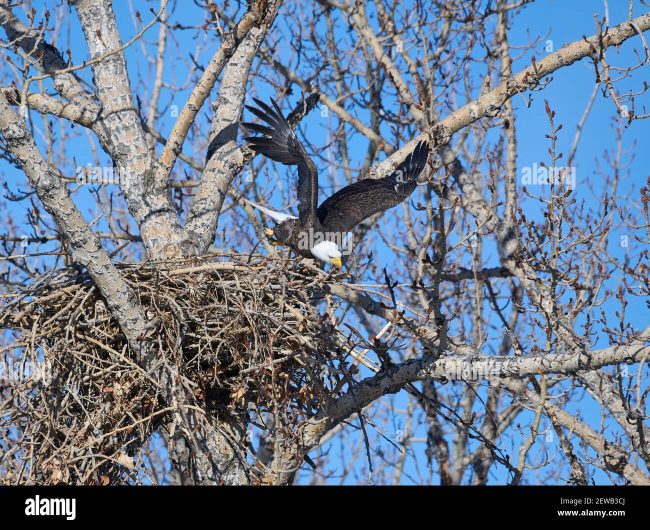 Weißkopfseeadler (Haliaeetus leucocephalus) hebt von Nest, Calgary, Carburn Park, Alberta, Kanada ab Stockfoto